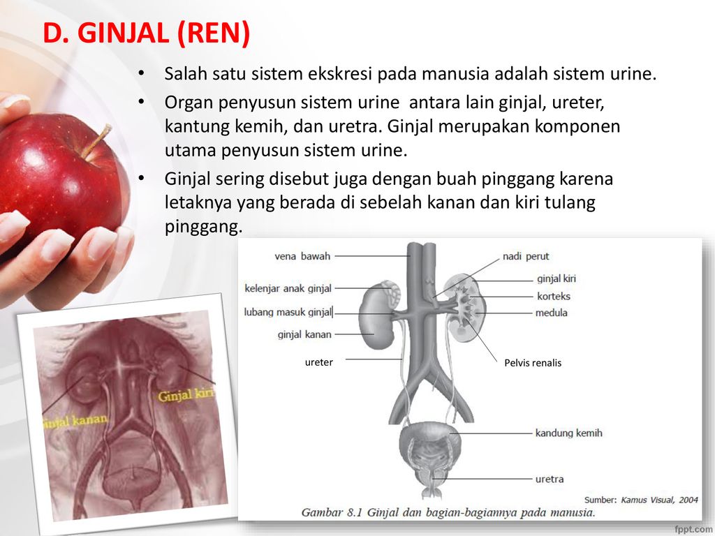 Dibawah Ini Yang Merupakan Faktor Yang Tidak Mempengaruhi Pengeluaran Keringat Pada Manusia